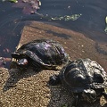 turtles 2023.02_rt.jpg
