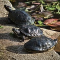 turtles 2023.04 rt