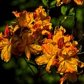 rhododendron 2023.07 rt