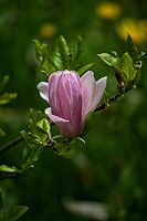 magnolia 2023.31 rt