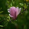 magnolia 2023.31_rt.jpg