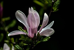 magnolia 2023.34 rt