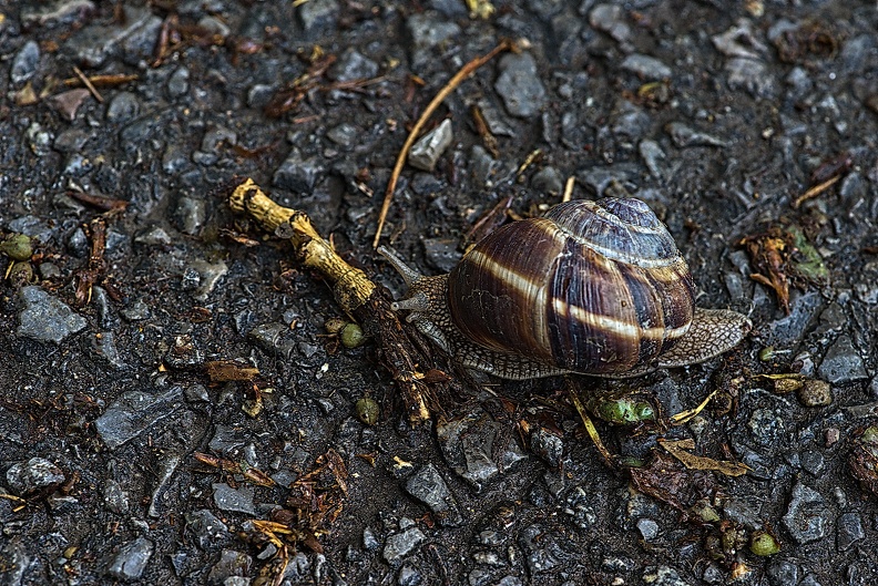 snail 2023.01_rt.jpg