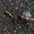 snail 2023.01 rt