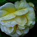 rosa centifolia 2023.01 rt (2)