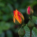 rosa centifolia 2023.03 rt