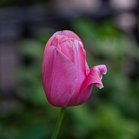 la tulipe 2023.115 rt