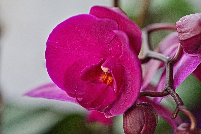 orchideae.2023.12_rt.jpg