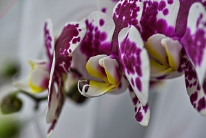 orchideae.2023.13 rt