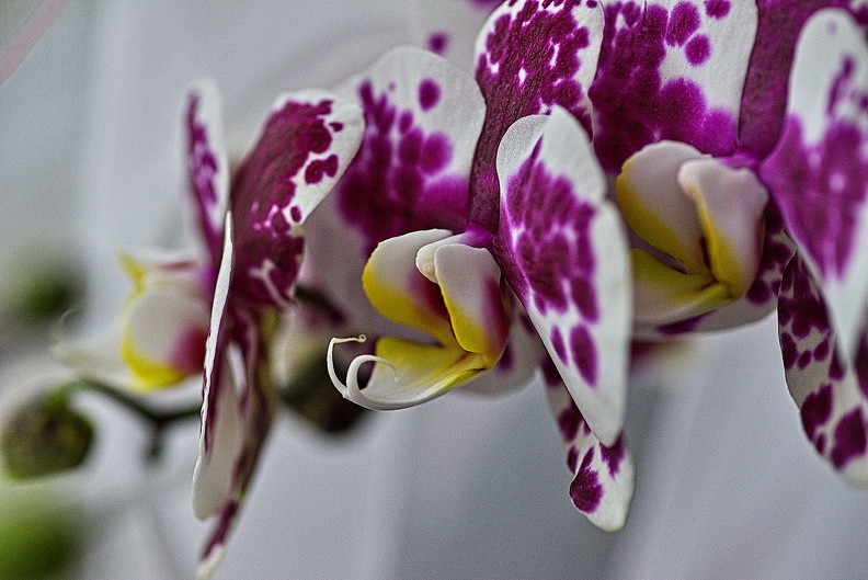 orchideae.2023.13_rt.jpg