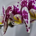 orchideae.2023.13 rt