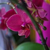 orchideae.2023.14 rt