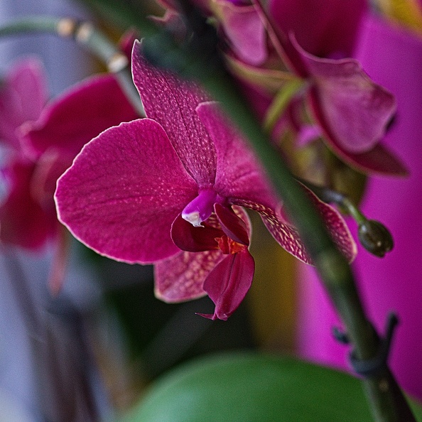 orchideae.2023.14_rt.jpg