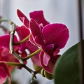 orchideae.2023.16_rt.jpg