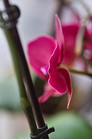 orchideae.2023.17 rt (2)