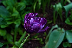 la tulipe 2023.119 rt