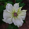 clematis 2023.01 rt