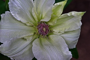 clematis 2023.02 rt
