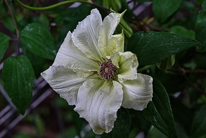 clematis 2023.05 rt