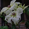 clematis 2023.12 rt