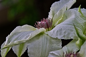 clematis 2023.14 rt
