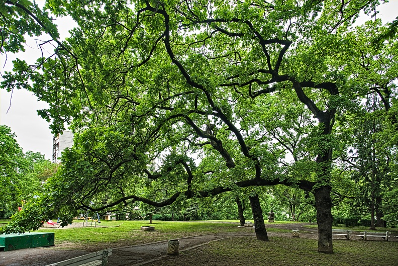 slaweykow oaks 2023.02_rt.jpg
