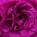 rosa centifolia 2023.12_rt.jpg