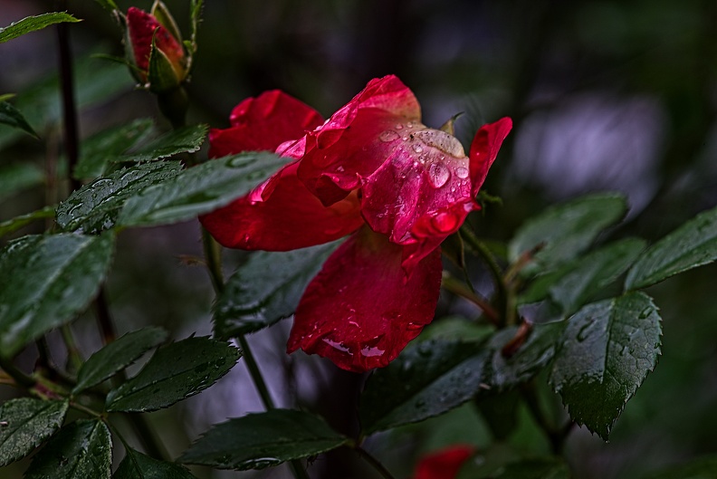 rosa centifolia 2023.18_rt.jpg