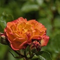 rosa centifolia 2023.22_rt.jpg