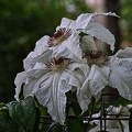 clematis 2023.20 rt