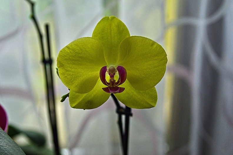 orchideae.2023.19_rt.jpg