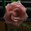 rosa centifolia 2023.32 rt (2)