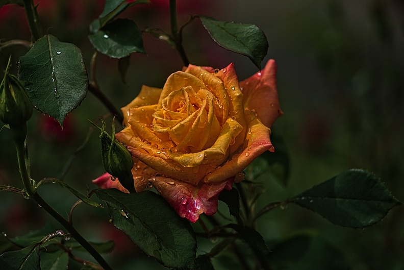 rosa centifolia 2023.38_rt (1).jpg