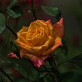 rosa centifolia 2023.38_rt (1).jpg