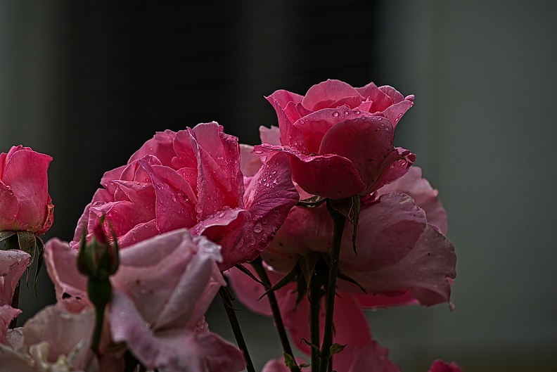 rosa centifolia 2023.40_rt (1).jpg