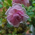 rosa centifolia 2023.46 rt (1)