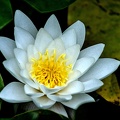 water.lilly.2023.05_dt.jpg