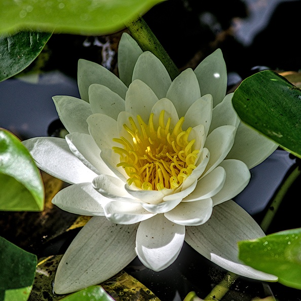water.lilly.2023.06_dt.jpg