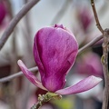 magnolia 2023.35 dt