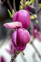 magnolia 2023.36 dt
