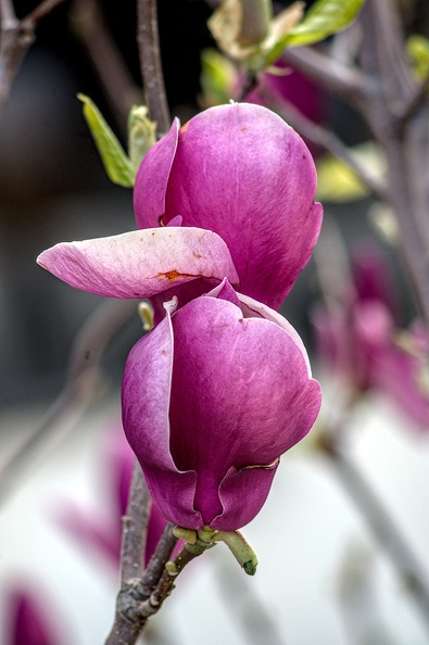 magnolia 2023.36_dt.jpg