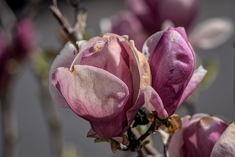 magnolia 2023.38_dt.jpg