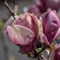 magnolia 2023.38 dt