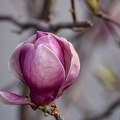 magnolia 2023.39 dt