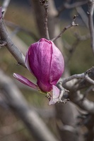 magnolia 2023.40 dt
