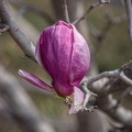 magnolia 2023.40 dt