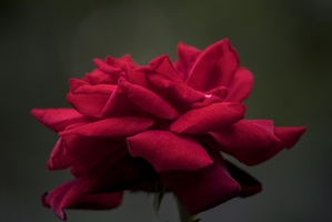 rosa centifolia 2023.48 dt (1)