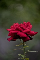 rosa centifolia 2023.49 dt (1)