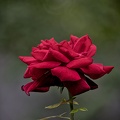 rosa centifolia 2023.49 dt (1)