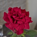 rosa centifolia 2023.50_dt (1).jpg